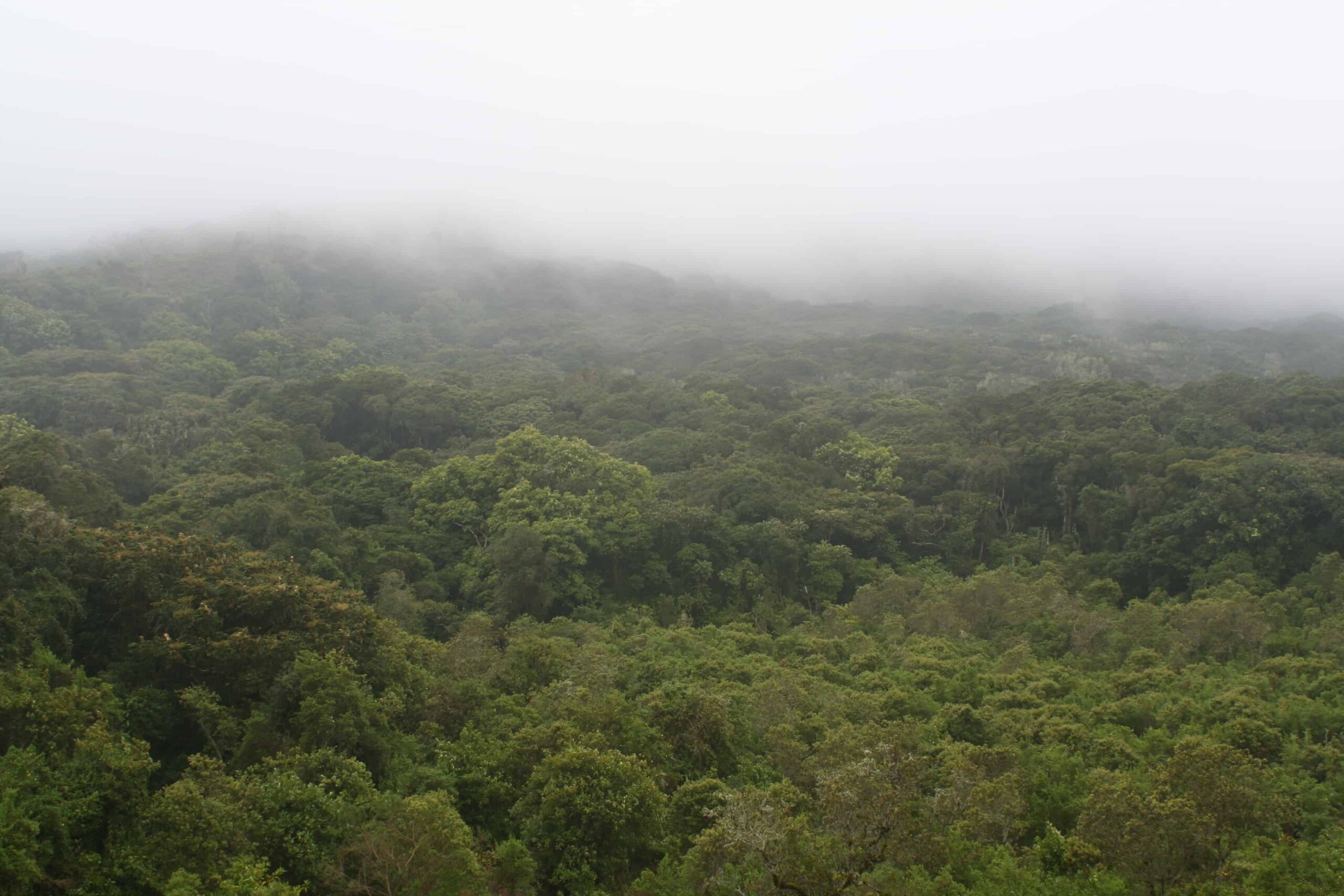 S&M - Central African frog declines point to chytrid 2