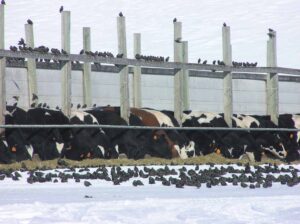 European starlings can carry disease and cause other losses to dairies. ©USDA Wildlife Services.