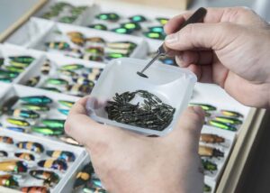 The researchers used DNA sequencing to look at genes involved in seeing color that are expressed in emerald ash borers’ eyes. ©Mark Philbrick 