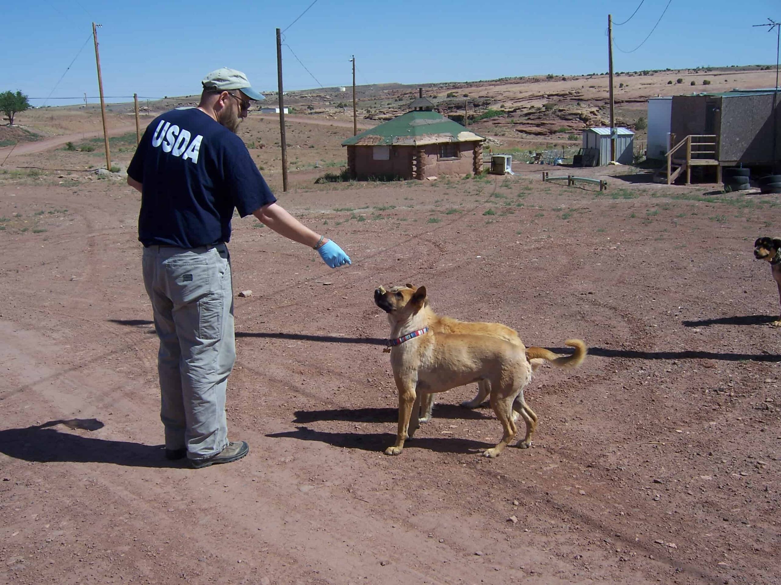 Author Rich Chipman, CWB, offers baits to dogs in a study testing preferred bait flavors in oral rabies vaccines. ©USDA