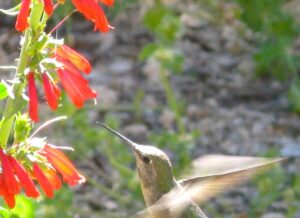 The Penstemon eatonii plant, a wildflower in the Penstemon family, shows the typical hummingbird-adapted floral form. ©Carolyn Wessinger 
