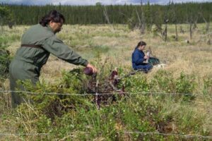 John Morton pours blood and fish lure on a fake cache to attract bears while Liz Jozwiak works in the background. Both are biologists at the Kenai National Wildlife Refuge. ©USFWS