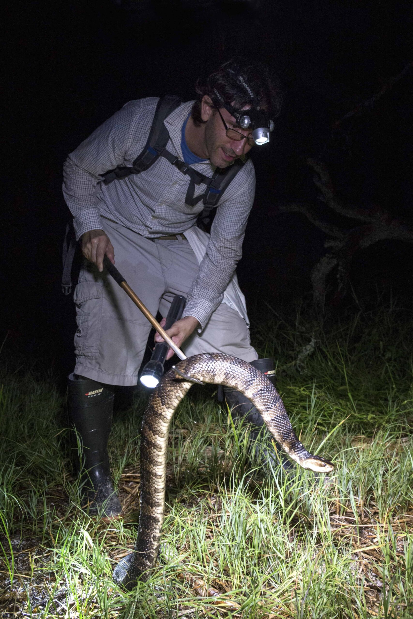 Sheehy captures an adult Florida cottonmouth on Seahorse Key, Florida. Cottonmouth snakes are mainly nocturnal, and most of the field work is conducted at night. ©Marisol Amador  