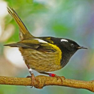 : The stunning yellow male hihi bird. Females are brown with a strip of white on their wings. ©Paul Gibson