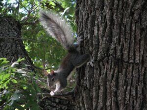Abert’s squirrel