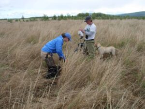 The researchers conduct a spring sampling of duck hens with the help of dogs to find the nests. ©Jonathan Runstadler