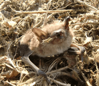 An Eastern red bat lies dead beneath a wind turbine in southern Ontario. ©Mike Anissimoff