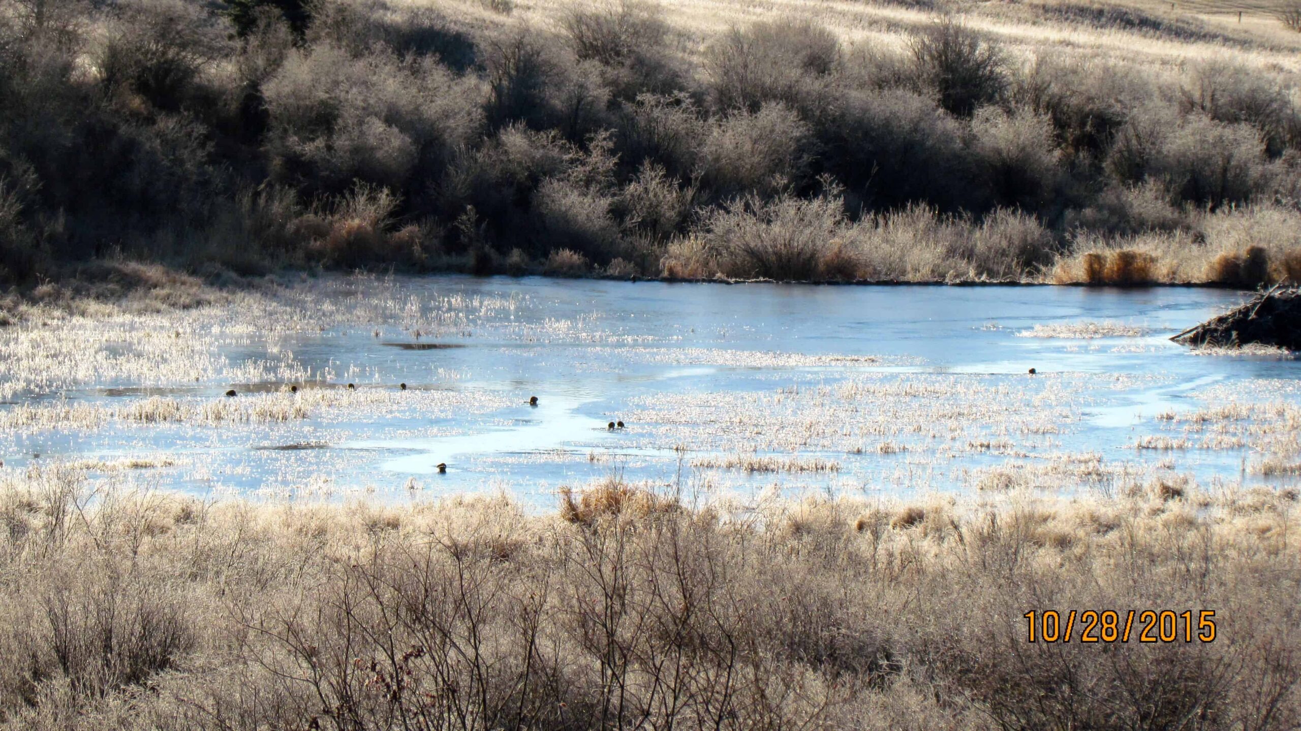 Beavers and muskrats dot the ice around a pond behind Pierre Bolduc’s house near Bragg Creek, Alta. Image Credit: Pierre Bolduc