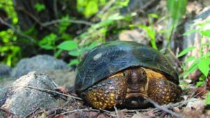 New desert tortoise species Gopherus evgoodei. ©General Collective of the Mexican Tortoise Project