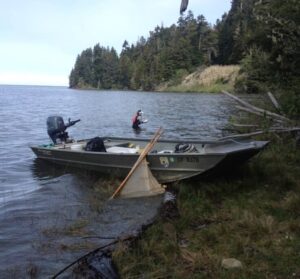 Student sampling Tidewater Goby, Big Lagoon, CA. ©USGS.