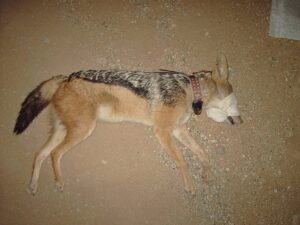 JWM: Jackals only attack livestock when wild prey is scarce - The