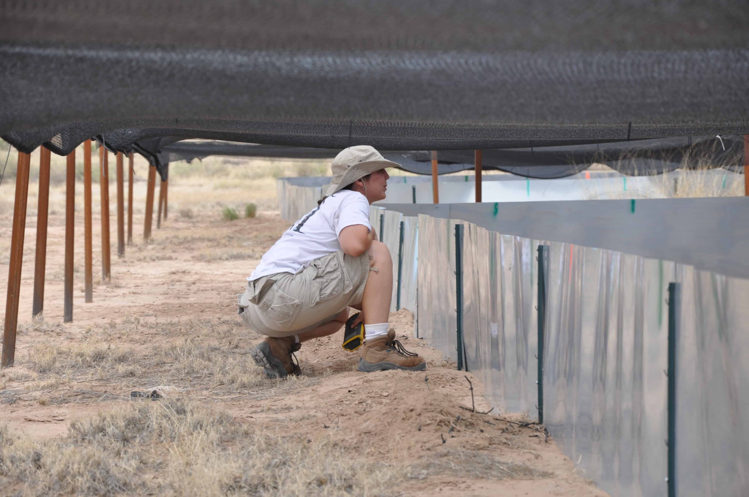 Kathy Dilliplane observes a lizard during a trial, keeping track of where it moves in a partly shaded enclosure. ©Matt Schuler