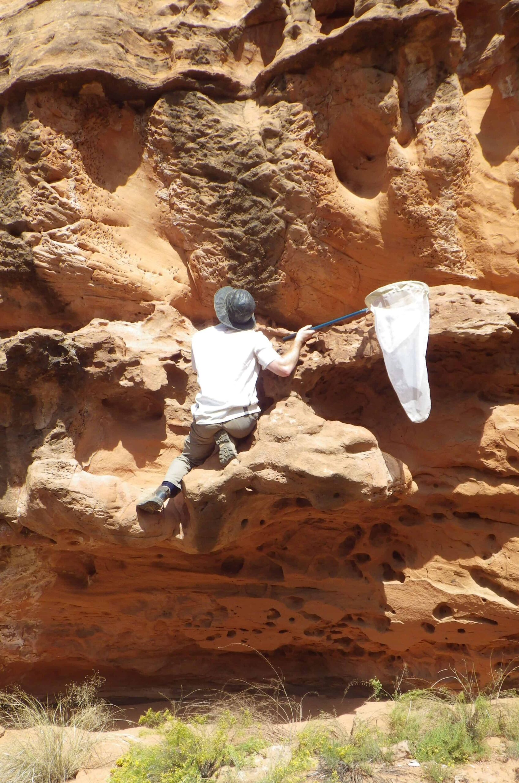 Michael Orr collects bee specimens on a sandstone cliff in southern Utah. ©David Denlinger