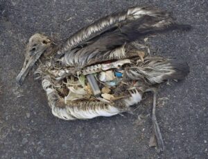 An albatross with a stomach full of plastic. ©USFWS/Chris Jordan