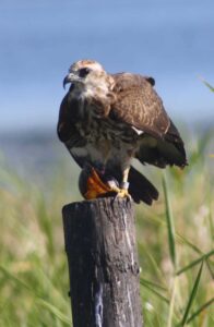A juvenile snail kite feasts on an invasive island apple snail. ©Kyle Pias