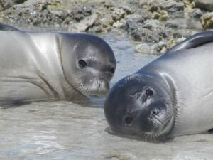S&M - wildilfe biologist profile 2 Chad Yoshinaga