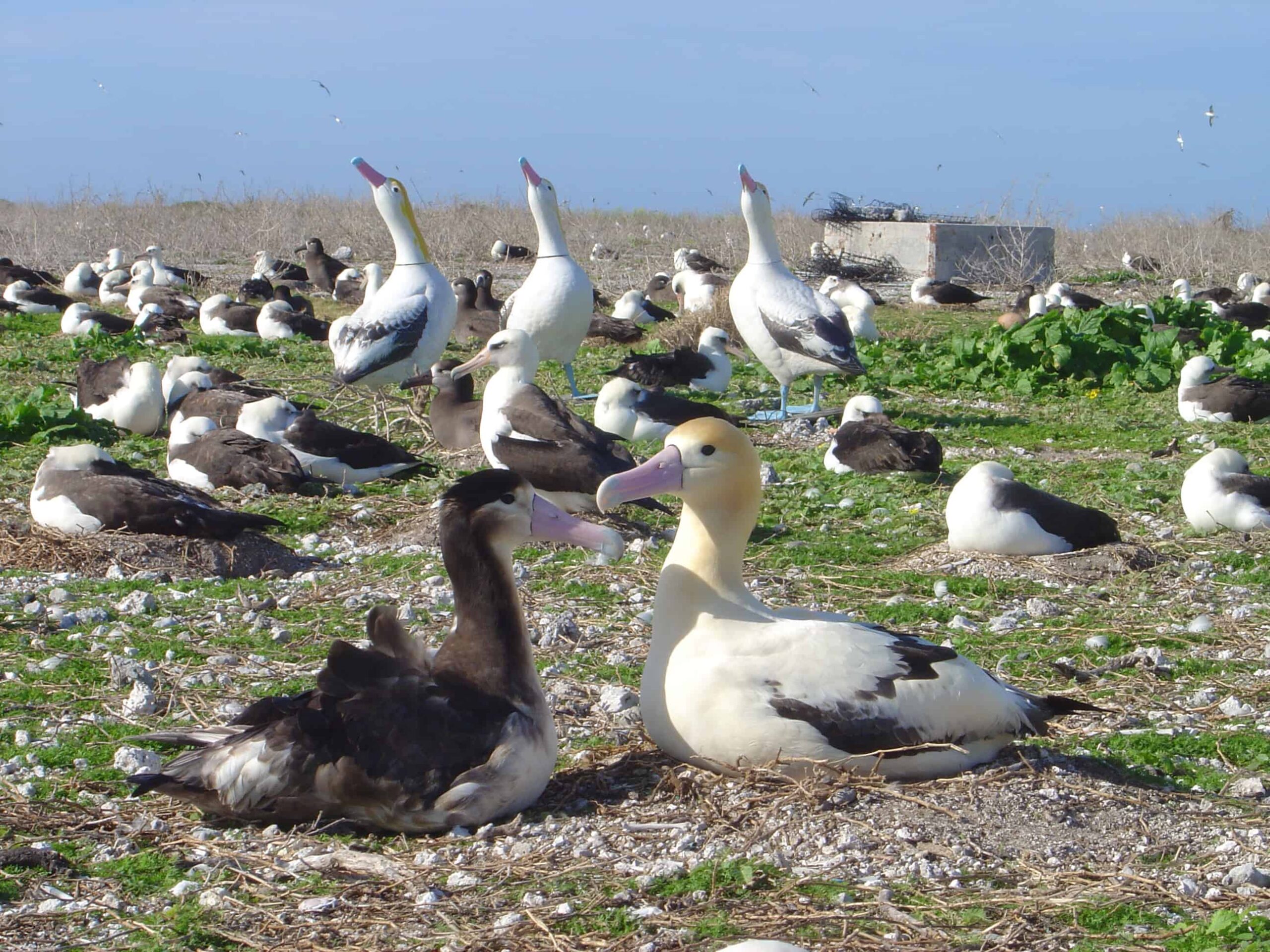 A short-tailed albatross alongside decoys set up to help a lone male that turned up attract a mate to the island. Image Credit: John Klavitter
