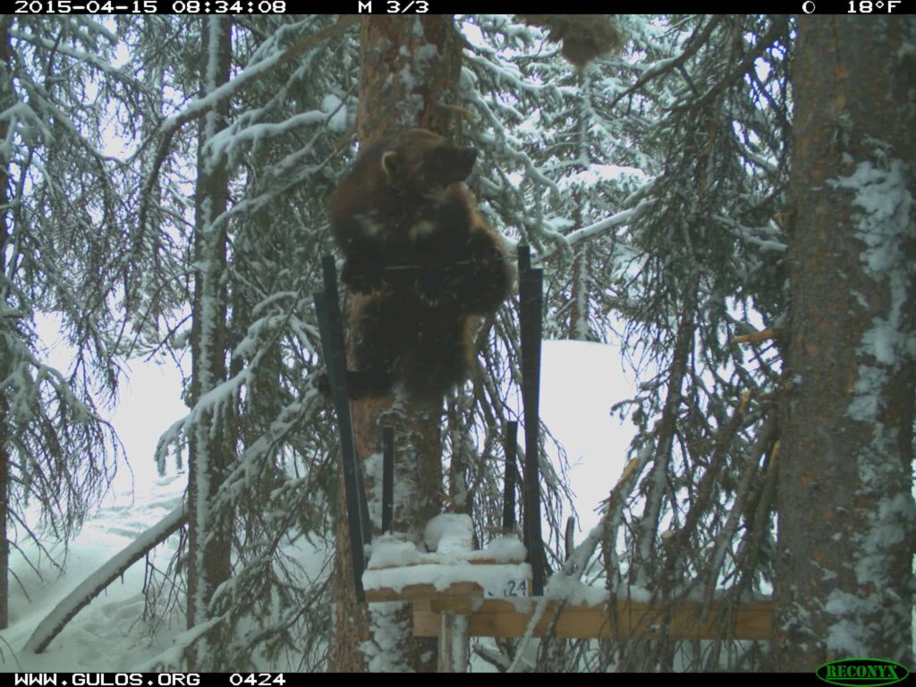 S&M - wolverine wildcam 2