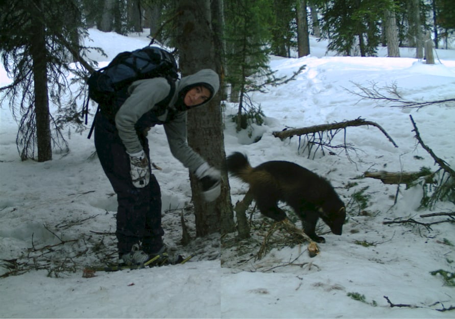 S&M - wolverine wildcam 3