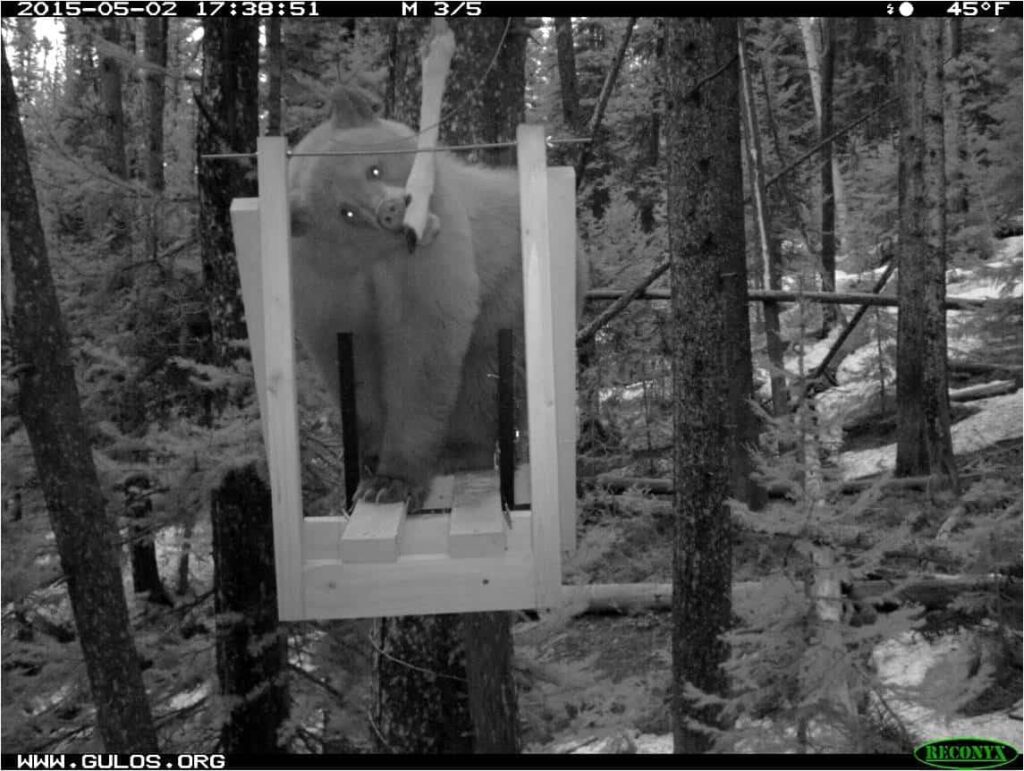 S&M - wolverine wildcam 5