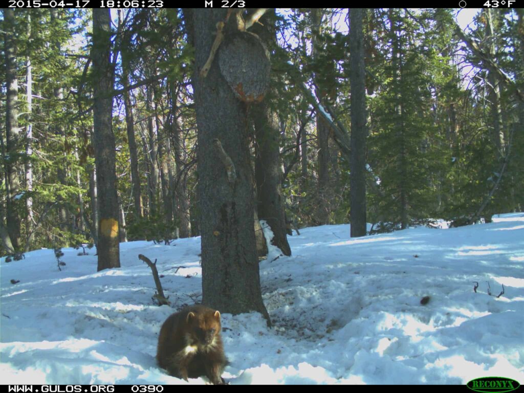 S&M - wolverine wildcam 8