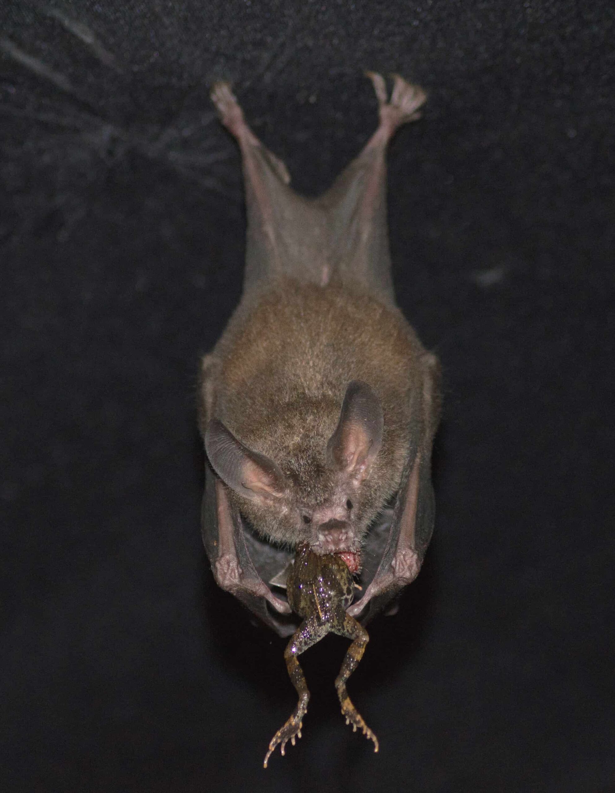 A fringe-lipped bat eats a captured frog. ©Rachel Moon