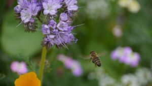 ©Bayer Bee Care