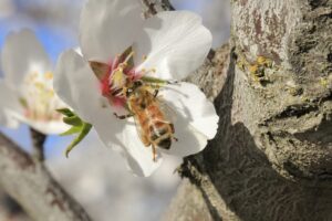 ©Bayer Bee Care