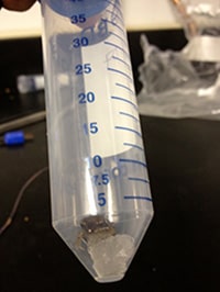 Amphibians in Decline