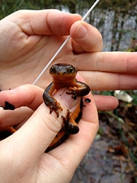 Amphibians in Decline