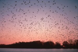 Wildlife Services conducts roost harassment efforts to shift double-crested cormorants away from catfish-producing areas in Mississippi and Alabama. Here thousands of birds disperse from a night roost in Mississippi. Image courtesy of Wildlife Services National Wildlife Research Center