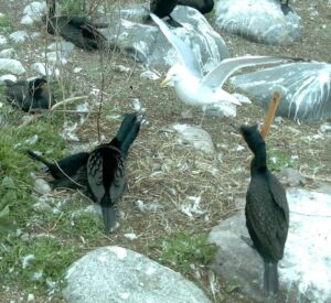 When repeated cormorant nesting damages trees, the birds may move to a new area or they simply shift to nesting on the ground, where they may compete with herring gulls (Larus argentatus) and other birds for nesting sites. ©Brian S. Dorr
