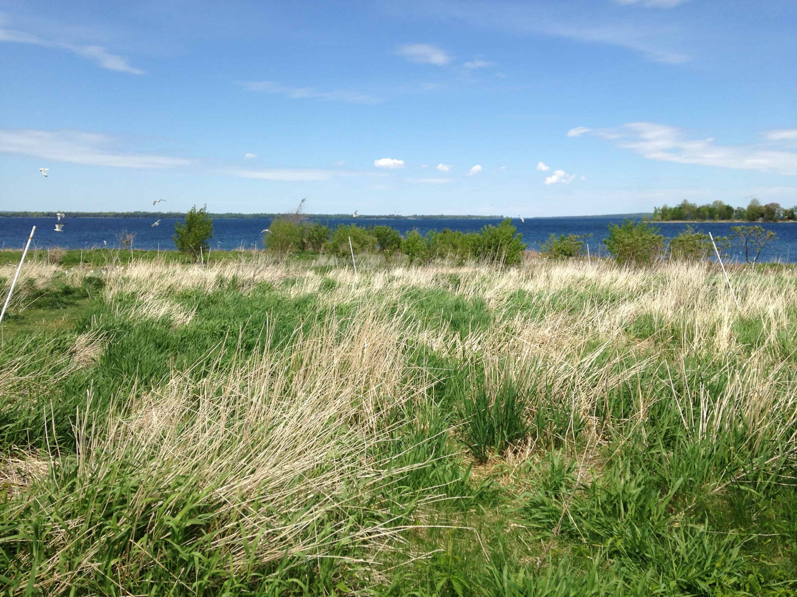 After over a decade of efforts to control nesting cormorants and gulls, the area has been extensively restored. Image courtesy of John Gobielle, Vermont Game and Fish