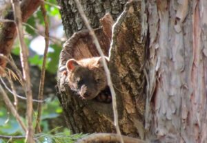 A female fisher peers from a den cavity in a California black oak on the Sierra National Forest, Calif. Recently burned forests are not conducive to fisher reproduction, and males and dispersing juveniles only explore the areas occasionally. ©Craig Thompson 