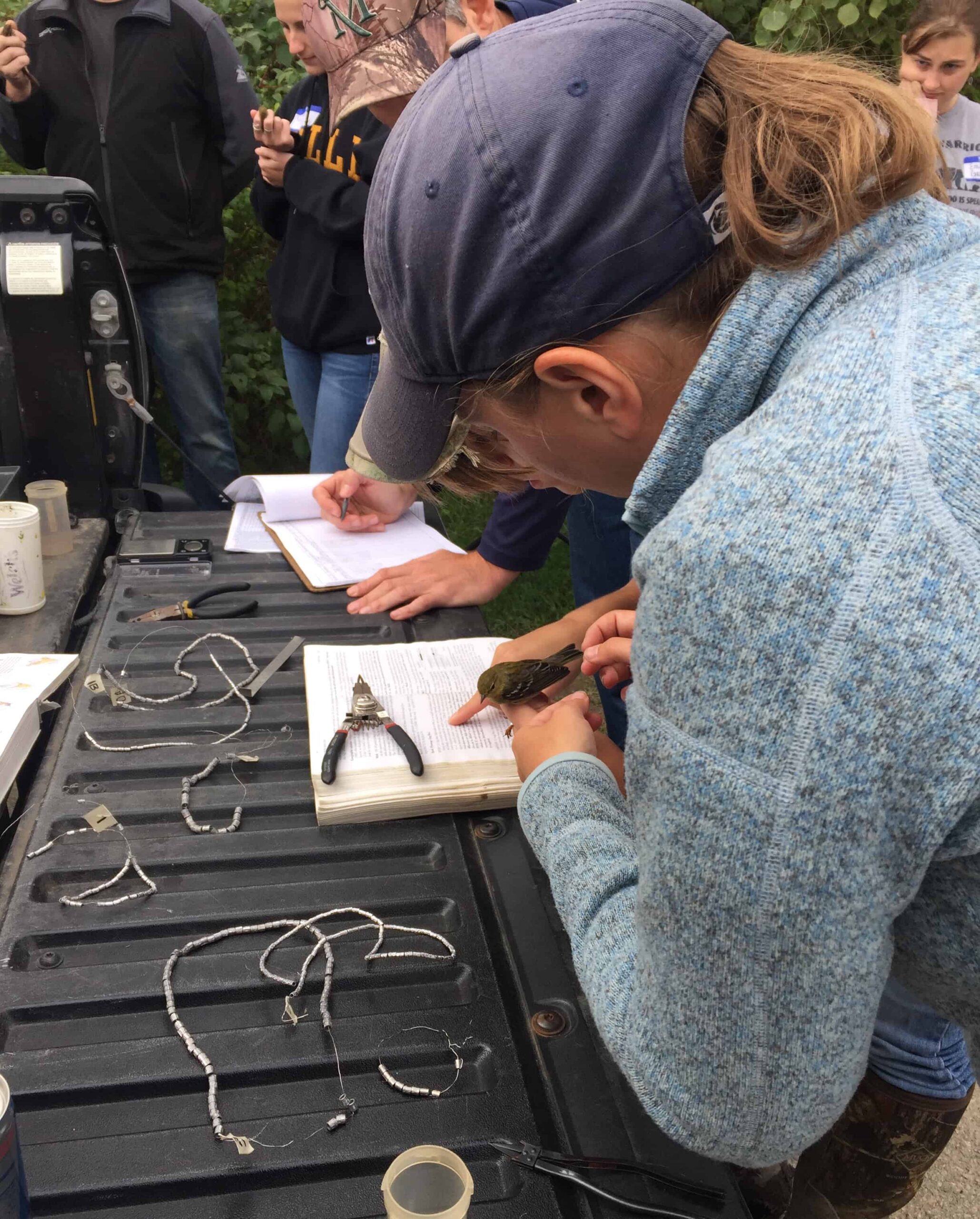 Bird banding. ©Jane Rowan, PATWS Vice President