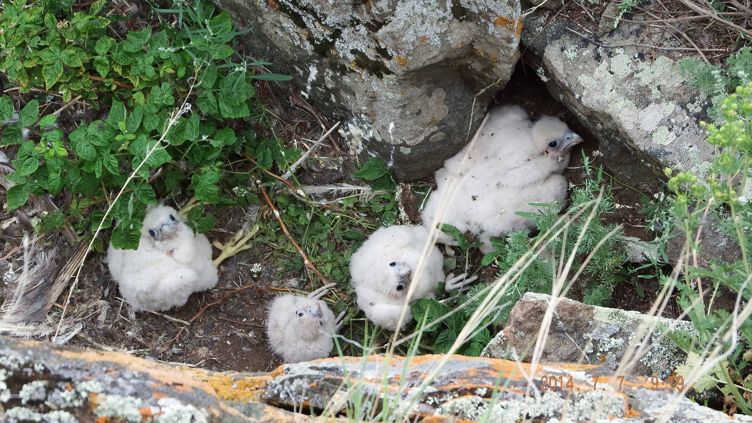 Peregrine falcons chicks look up from their nest in 2014. The chicks hatch at different times, leading to a wide range of ages. ©Skip Ambrose