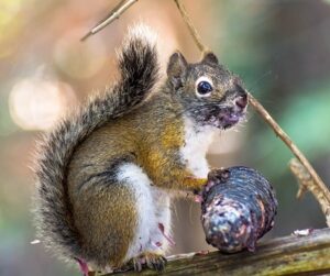 Mt. Graham red squirrel