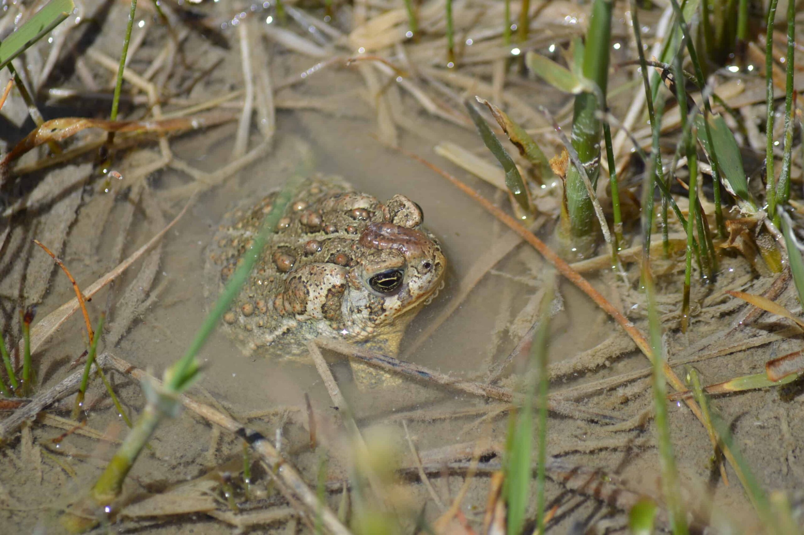 Wyoming toads are thought to be one of the four most endangered amphibians in North America. ©Robert Mansheim