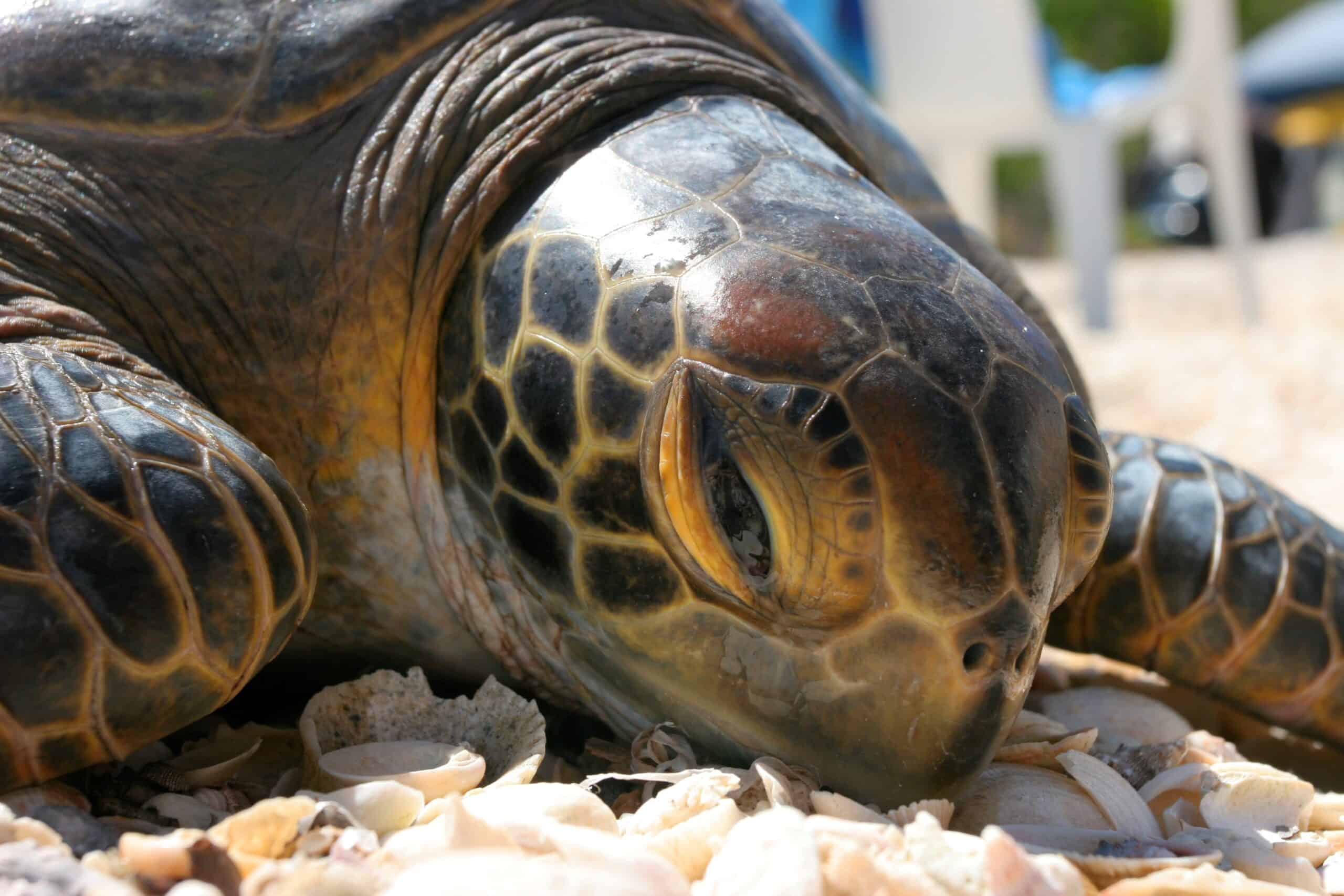 Cameras reveal the social lives of urban sea turtles - The
