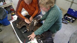 Image Credit: USDA Wildlife Services