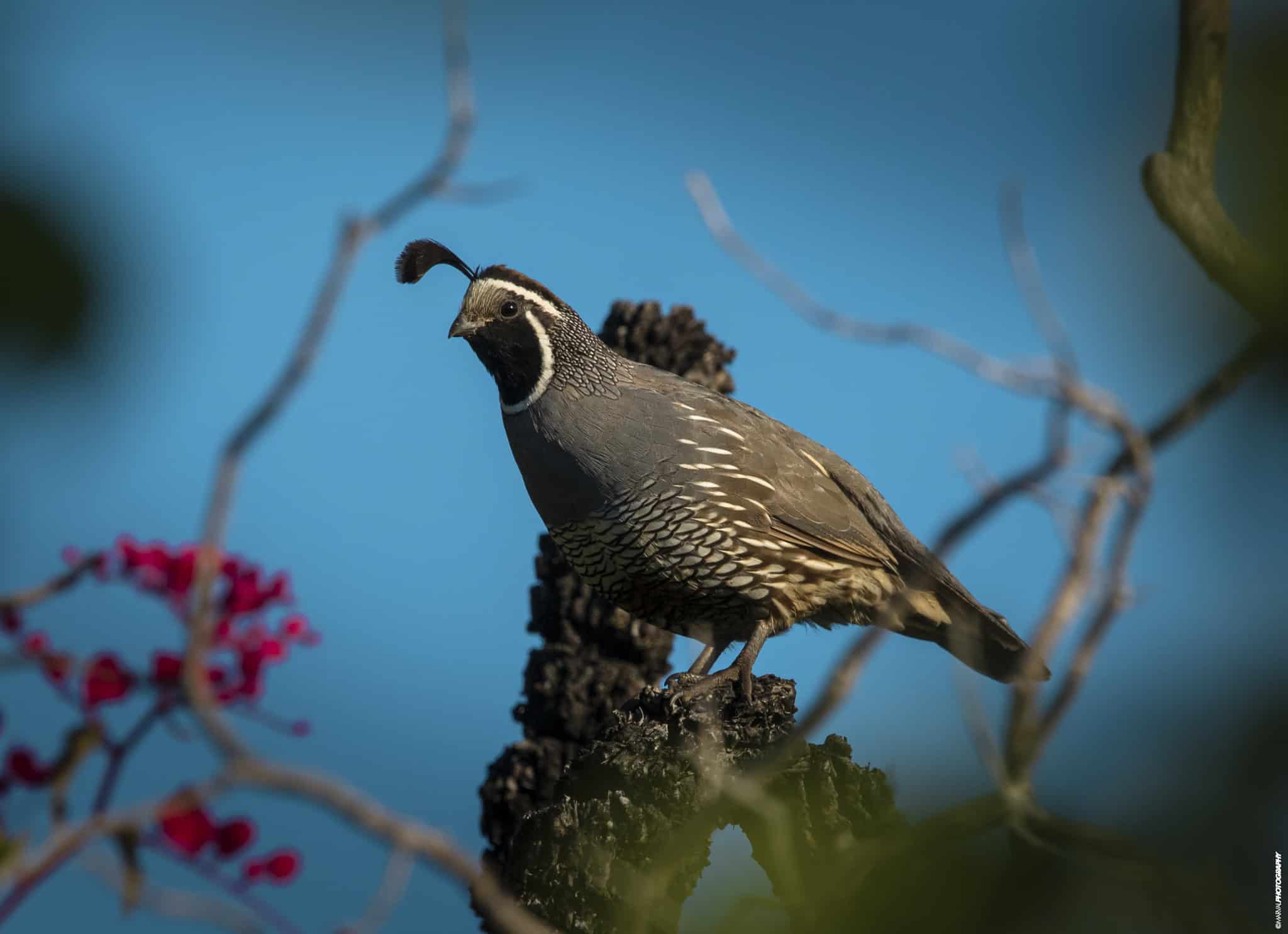 National Quail Symposium logo