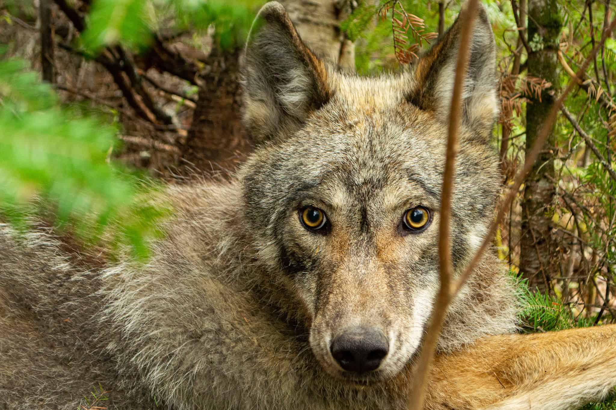 Wild Cam: As snow decreases, wolf stomachs rumble - The Wildlife