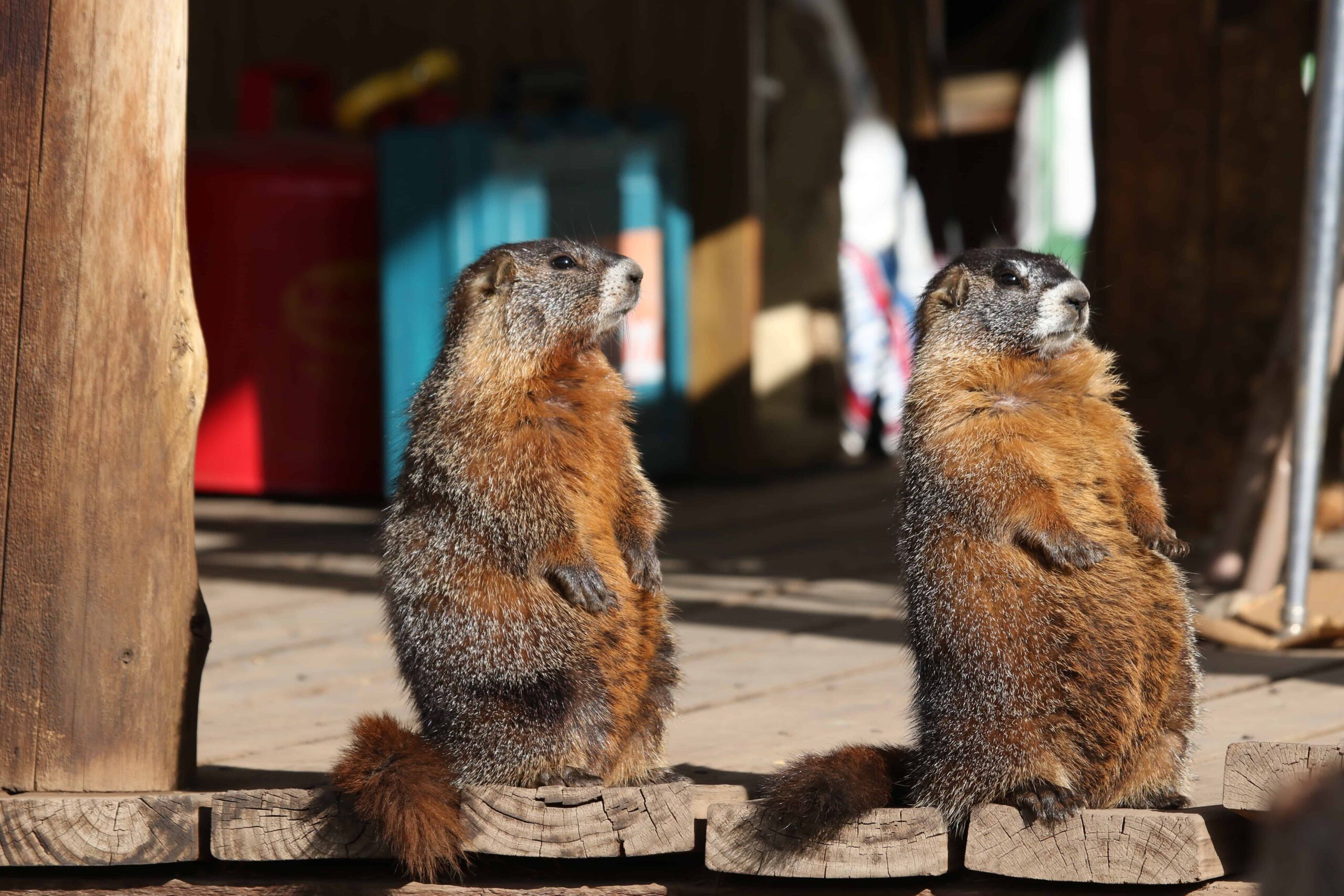 TWS2021: Are marmots habituating to humans? - The Wildlife Society
