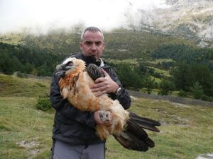Bearded vulture