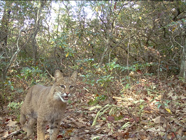 bobcat