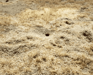 Kangaroo rats create complex burrows that can have five or more openings. ©Larry Saslaw, CSU Stanislaus