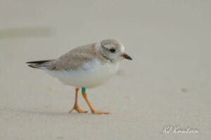 This piping plover survived an injury and a brush with a fox before it could fly. Now, the fully fledged bird appears to have grown into its legs. ©KJ Knutsen