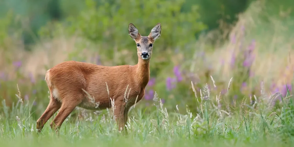 Young female deer grassy field