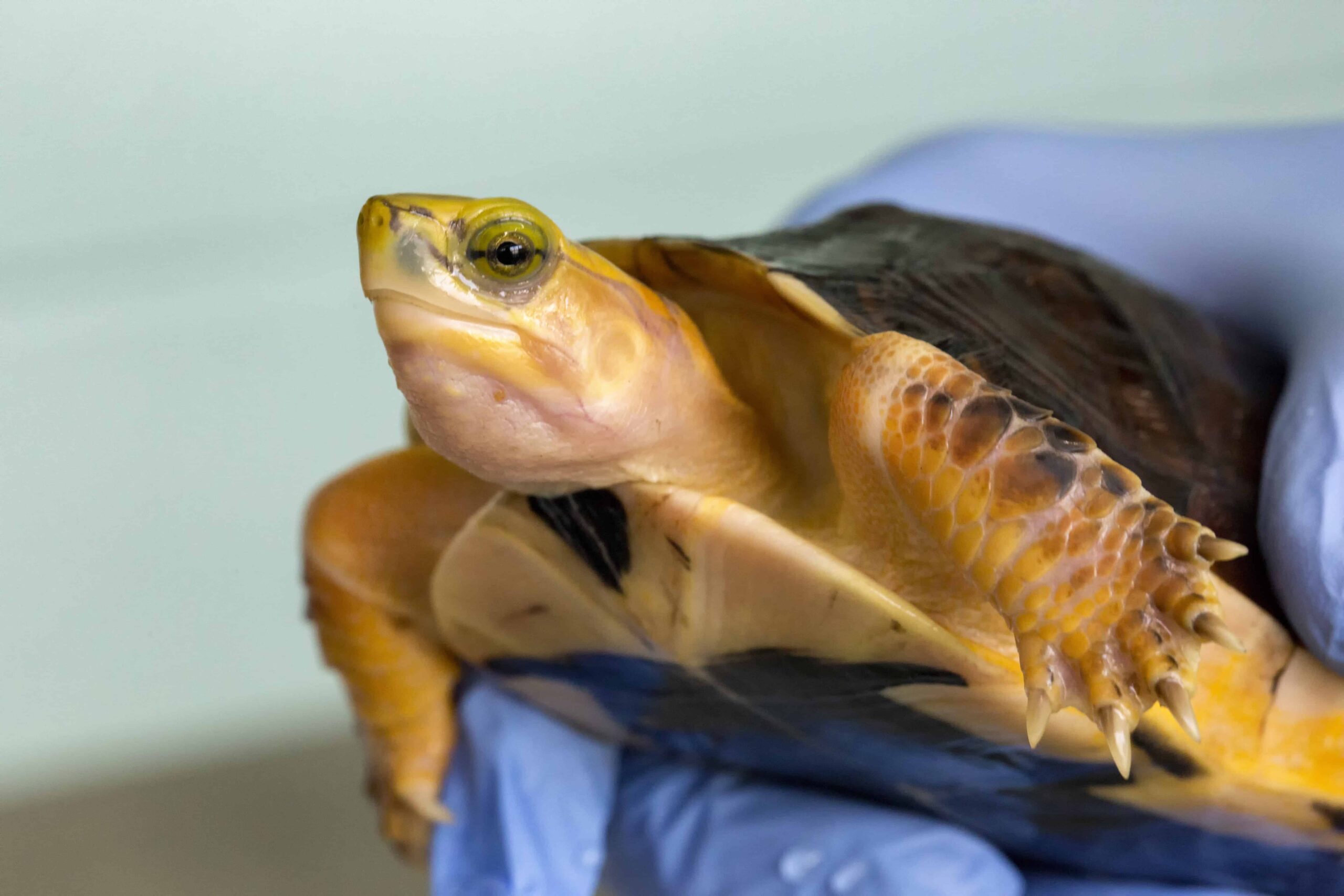 An endangered McCord’s Box Turtle is one of hundreds of unique animals in the NC Museum of Natural Sciences Living Collections. ©Karen Swain, NCMNS  