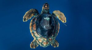 Loggerhead turtle